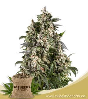 Cafe Racer Feminized Marijuana Seeds