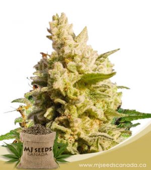 Cali Kush Feminized Marijuana Seeds