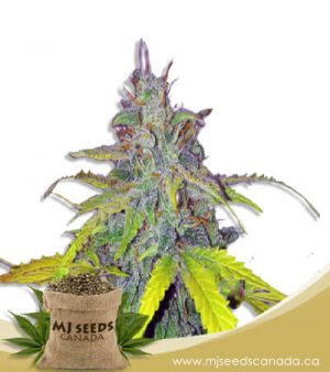 California Orange Autoflowering Marijuana Seeds