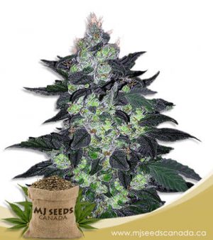 Candy Cane Autoflowering Marijuana Seeds