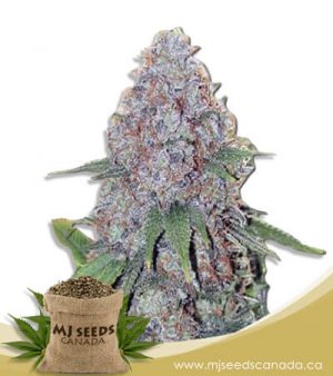 Candy Haze Feminized Marijuana Seeds