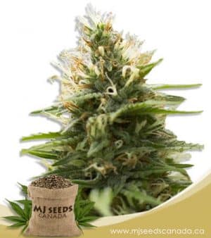 Candy Jack Feminized Marijuana Seeds