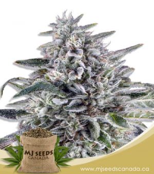 Cereal Milk Autoflowering Marijuana Seeds