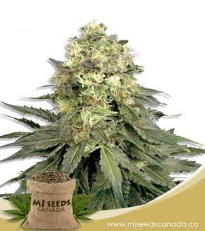 Chemdog Feminized Marijuana Seeds