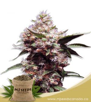 Cherry Blaster Feminized Fast Version Marijuana Seeds