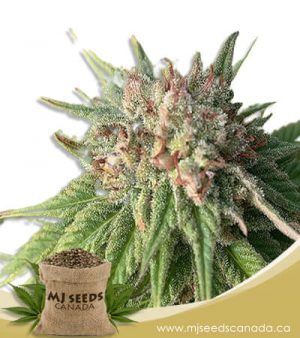 Cherry Blossom Feminized Marijuana Seeds