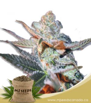 Cherry Lemonade Feminized Marijuana Seeds