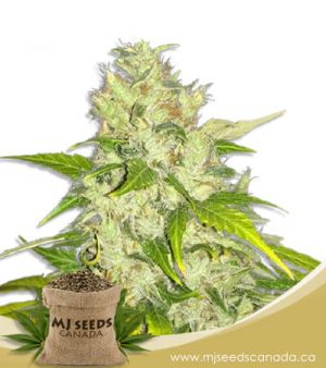 Chocolate Chunk Feminized Marijuana Seeds
