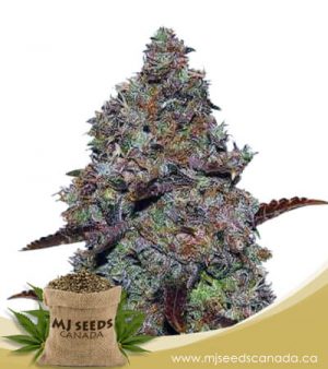 Chocolate Gelato Feminized Marijuana Seeds