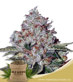 Chocolate Pudding Feminized Fast Version Marijuana Seeds