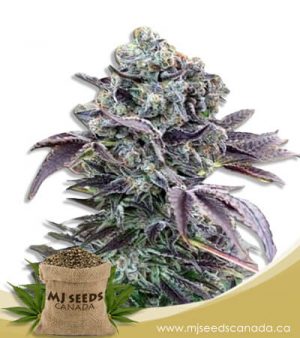 Chunky Monkey Feminized Marijuana Seeds