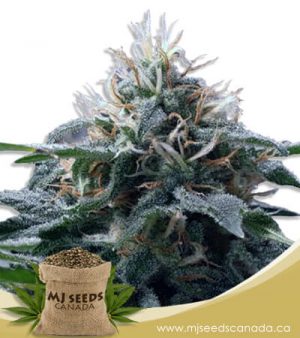 Church OG Autoflowering Marijuana Seeds