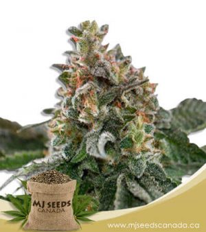 Clementine Feminized Marijuana Seeds