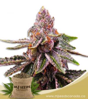 Cookie Crumble Feminized Marijuana Seeds