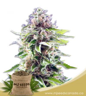 Cookie Haze Feminized Marijuana Seeds