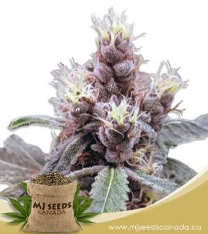 Cookie Monster Autoflowering Marijuana Seeds
