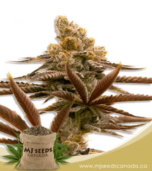 Critical Auto Fast Bud Marijuana Seeds