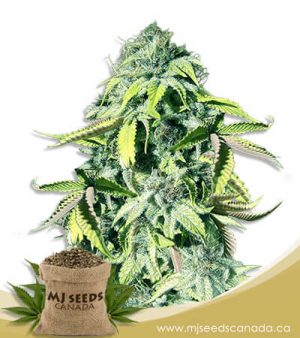 Crown Royale Feminized Marijuana Seeds