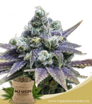 Crushed Grapes Feminized Marijuana Seeds