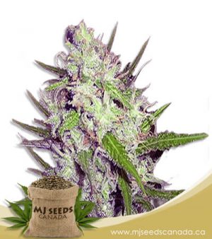 Dark Angel Feminized Marijuana Seeds