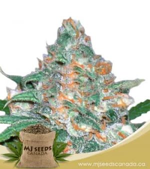 Devil’s Crack Feminized Marijuana Seeds