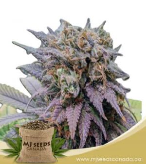 Dragon Fruit Feminized Marijuana Seeds