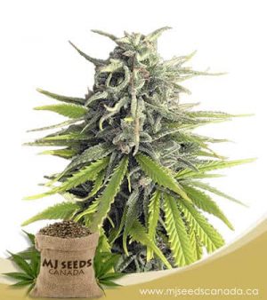 Durban Poison Feminized Marijuana Seeds