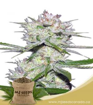 Dutch Crunch Feminized Marijuana Seeds