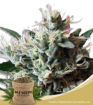 Dutch Dragon Autoflowering Marijuana Seeds