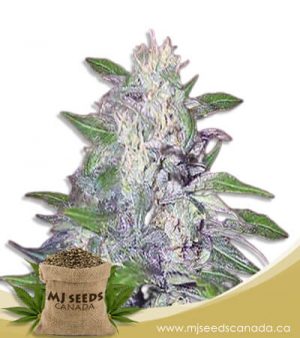 Dwarf King Feminized Marijuana Seeds