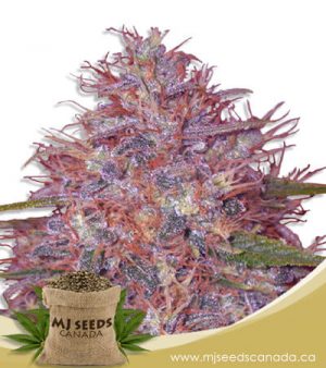 Early Feminized Fast Version Marijuana Seeds