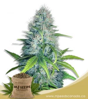 Early Miss Autoflowering Marijuana Seeds