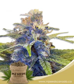 East Coast Alien Feminized Fast Version Marijuana Seeds