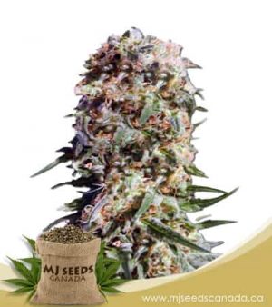 Electric Berry Feminized Marijuana Seeds