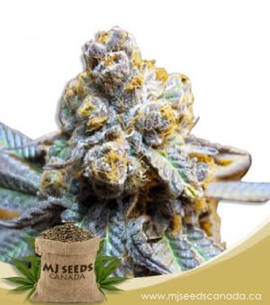 Elephant Autoflowering Marijuana Seeds