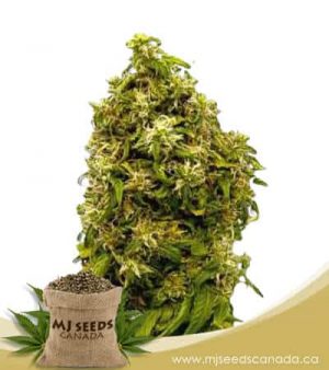 Forbidden Fruit Feminized Marijuana Seeds