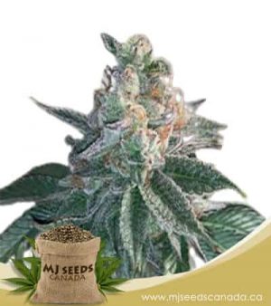 Frosted Zin Autoflowering Marijuana Seeds