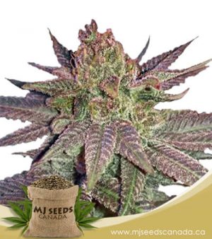 Fruit Circles Feminized Marijuana Seeds