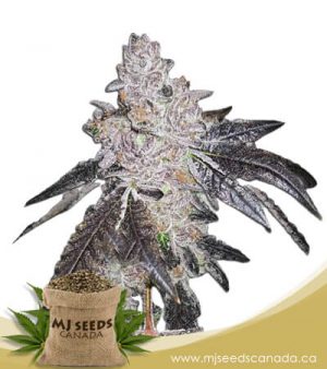 Gelato 48 Feminized Marijuana Seeds