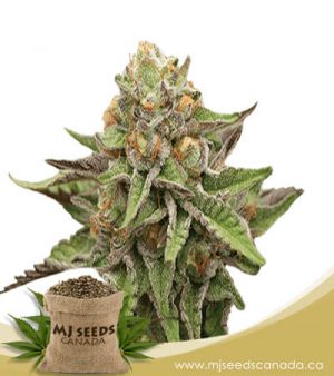 Gelato Feminized Marijuana Seeds