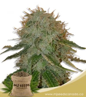 Ghost OG Autoflowering Marijuana Seeds