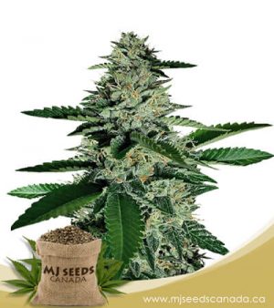 Ghost Train Haze Feminized Marijuana Seeds