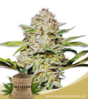 Glitter Glue Feminized Marijuana Seeds