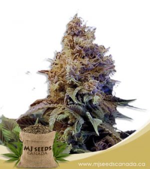 God’s Gift Feminized Marijuana Seeds
