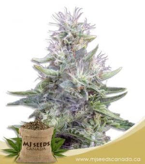 Gorilla Cake Autoflowering Marijuana Seeds