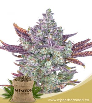 Gorilla Chip Feminized Marijuana Seeds