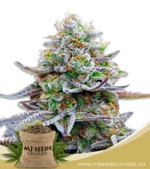 Gorilla Glue Feminized Marijuana Seeds