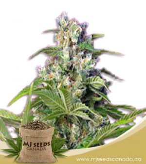 Gorilla Mint Feminized Marijuana Seeds