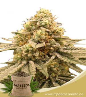 Gorilla Punch Feminized Marijuana Seeds
