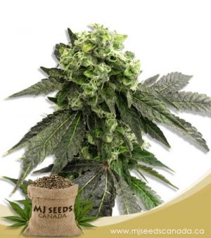 Grape Ape Feminized Marijuana Seeds